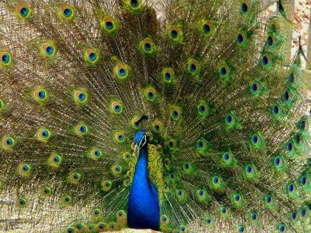 Peacock