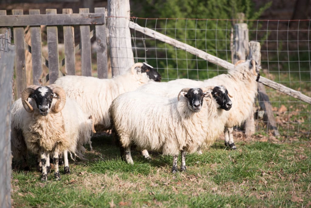 SheepShearing2018-2 (2)