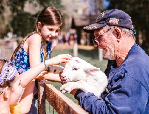 Sheep Shearing Days 2019