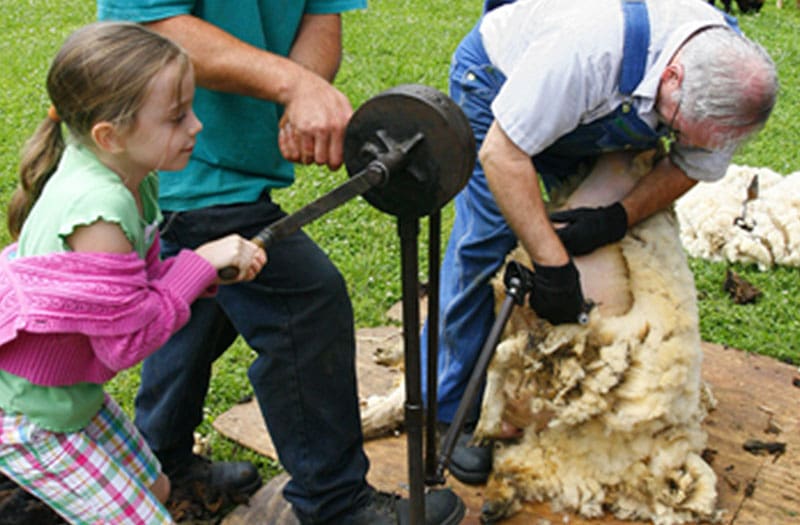 MOA Sheep Shearing Day