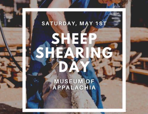 Sheep Shearing Day